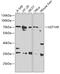 GNT1 antibody, 16-677, ProSci, Western Blot image 