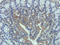C-C motif chemokine 9 antibody, orb11075, Biorbyt, Immunohistochemistry paraffin image 