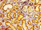 Homeobox protein EMX2 antibody, CSB-PA007657LA01HU, Cusabio, Immunohistochemistry frozen image 