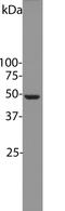 Enolase 1 antibody, LS-C204514, Lifespan Biosciences, Western Blot image 