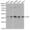 Cyclin H antibody, abx000948, Abbexa, Western Blot image 