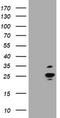 RAB37, Member RAS Oncogene Family antibody, TA505310S, Origene, Western Blot image 