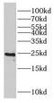 RAS Like Proto-Oncogene A antibody, FNab07093, FineTest, Western Blot image 