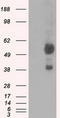 Atrial natriuretic peptide receptor 3 antibody, TA501080, Origene, Western Blot image 