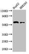 Lactate Dehydrogenase D antibody, orb34084, Biorbyt, Western Blot image 
