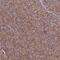 Cytochrome C Oxidase Subunit 6C antibody, PA5-53141, Invitrogen Antibodies, Immunohistochemistry frozen image 