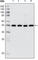 Histone Deacetylase 3 antibody, abx010931, Abbexa, Western Blot image 