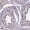 Ring Finger Protein 40 antibody, PA5-59519, Invitrogen Antibodies, Immunohistochemistry frozen image 