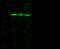 Vanin 2 antibody, 11728-RP02, Sino Biological, Western Blot image 