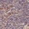 Chromatin Assembly Factor 1 Subunit B antibody, FNab10505, FineTest, Immunohistochemistry frozen image 