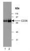 CD36 Molecule antibody, NB400-144H, Novus Biologicals, Western Blot image 