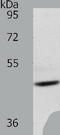 Adiponectin Receptor 1 antibody, TA321846, Origene, Western Blot image 
