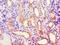 Acyl-CoA Dehydrogenase Medium Chain antibody, LS-C375123, Lifespan Biosciences, Immunohistochemistry frozen image 