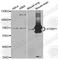 Syntaxin Binding Protein 1 antibody, A5420, ABclonal Technology, Western Blot image 
