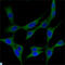 Hedgehog Interacting Protein antibody, LS-C812642, Lifespan Biosciences, Immunofluorescence image 