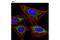Dihydrolipoamide S-Succinyltransferase antibody, 11954S, Cell Signaling Technology, Immunocytochemistry image 