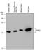 Paraoxonase 3 antibody, MA5-24173, Invitrogen Antibodies, Western Blot image 