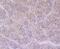Furin, Paired Basic Amino Acid Cleaving Enzyme antibody, A01344-1, Boster Biological Technology, Immunohistochemistry frozen image 