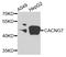 Calcium Voltage-Gated Channel Auxiliary Subunit Gamma 7 antibody, STJ110296, St John