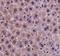 YEATS Domain Containing 2 antibody, orb378449, Biorbyt, Immunohistochemistry paraffin image 