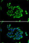 HPSE1 antibody, 19-817, ProSci, Immunofluorescence image 