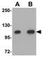 Cell Division Cycle 27 antibody, GTX17058, GeneTex, Western Blot image 