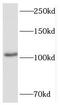 HECT And RLD Domain Containing E3 Ubiquitin Protein Ligase 4 antibody, FNab03836, FineTest, Western Blot image 