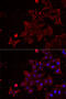 Methionine Sulfoxide Reductase A antibody, 22-180, ProSci, Immunofluorescence image 