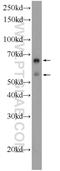 Exonuclease 3'-5' Domain Containing 1 antibody, 17313-1-AP, Proteintech Group, Western Blot image 