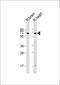 Cdc42 Guanine Nucleotide Exchange Factor 9 antibody, 61-443, ProSci, Western Blot image 