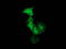 PDZ And LIM Domain 2 antibody, TA502751, Origene, Immunofluorescence image 