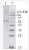 HIV-1 gp24 antibody, AM26090PU-N, Origene, Western Blot image 