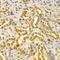 Mitogen-Activated Protein Kinase 7 antibody, LS-C331904, Lifespan Biosciences, Immunohistochemistry frozen image 