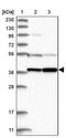 Protein prune homolog 2 antibody, PA5-56632, Invitrogen Antibodies, Western Blot image 