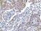 Atypical Chemokine Receptor 4 antibody, PA1-21616, Invitrogen Antibodies, Immunohistochemistry frozen image 