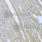 Malcavernin antibody, A6544, ABclonal Technology, Immunohistochemistry paraffin image 
