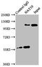 N-Acetyltransferase 10 antibody, LS-C675075, Lifespan Biosciences, Immunoprecipitation image 