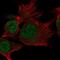 C15orf65 antibody, NBP2-38100, Novus Biologicals, Immunofluorescence image 