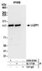 Leucine Zipper Protein 1 antibody, A304-634A, Bethyl Labs, Immunoprecipitation image 