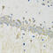Serpin Family A Member 4 antibody, 22-862, ProSci, Immunohistochemistry frozen image 