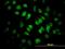 Scaffold Attachment Factor B antibody, orb89679, Biorbyt, Immunofluorescence image 