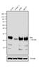 BCL2 Like 11 antibody, MA5-14848, Invitrogen Antibodies, Western Blot image 