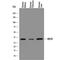 2,4-Dienoyl-CoA Reductase 1 antibody, AF7976, R&D Systems, Western Blot image 