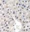 General Transcription Factor IIF Subunit 1 antibody, FNab03709, FineTest, Immunohistochemistry frozen image 