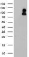 Folate Hydrolase 1 antibody, TA504568S, Origene, Western Blot image 
