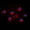 Fibroblast Growth Factor 18 antibody, abx121932, Abbexa, Western Blot image 