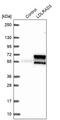 Low Density Lipoprotein Receptor Class A Domain Containing 3 antibody, PA5-58312, Invitrogen Antibodies, Western Blot image 