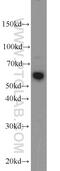 Leucine-rich repeat LGI family member 3 antibody, 21919-1-AP, Proteintech Group, Western Blot image 
