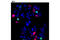 p21 antibody, 11850S, Cell Signaling Technology, Immunocytochemistry image 