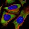Ribosomal Protein S5 antibody, HPA055878, Atlas Antibodies, Immunofluorescence image 